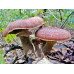 Мицелий Опенка темного / Опенок грунтовой (Armillaria ostoyae)